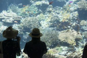 ［６］美ら海水族館で、沖縄の美しい海を想像する！