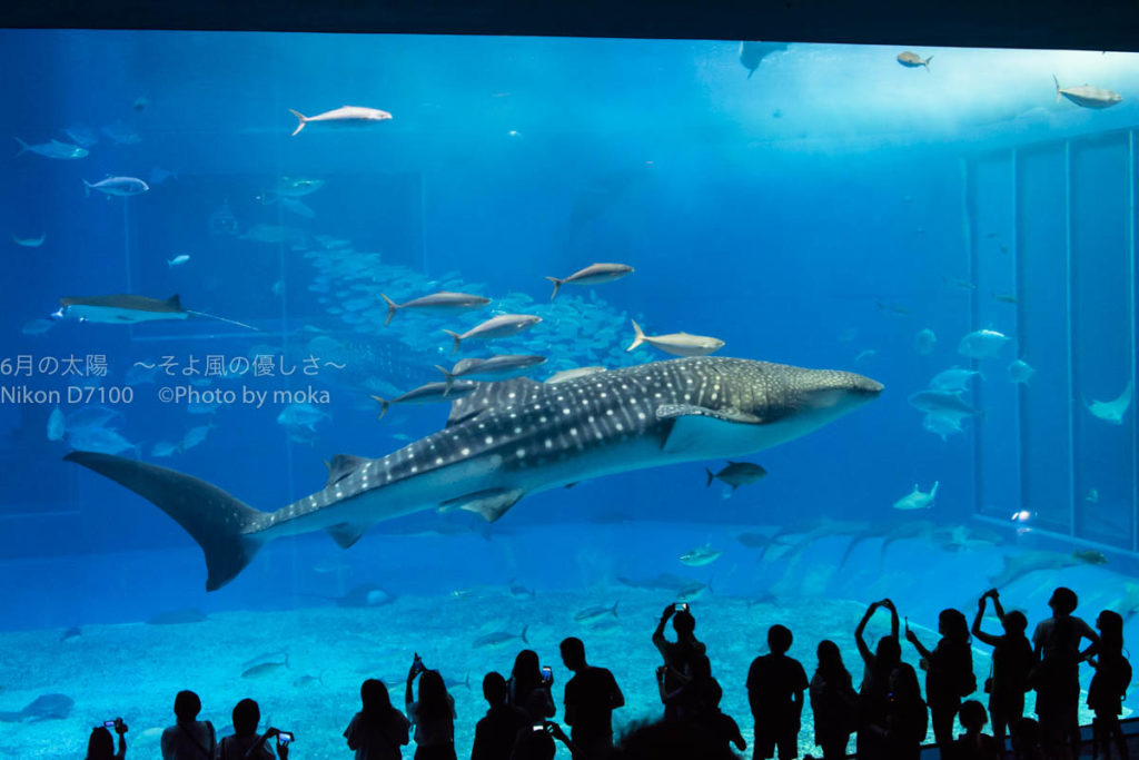 ［６］美ら海水族館と言えばジンベイザメ！！