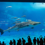［６］美ら海水族館と言えばジンベイザメ！！