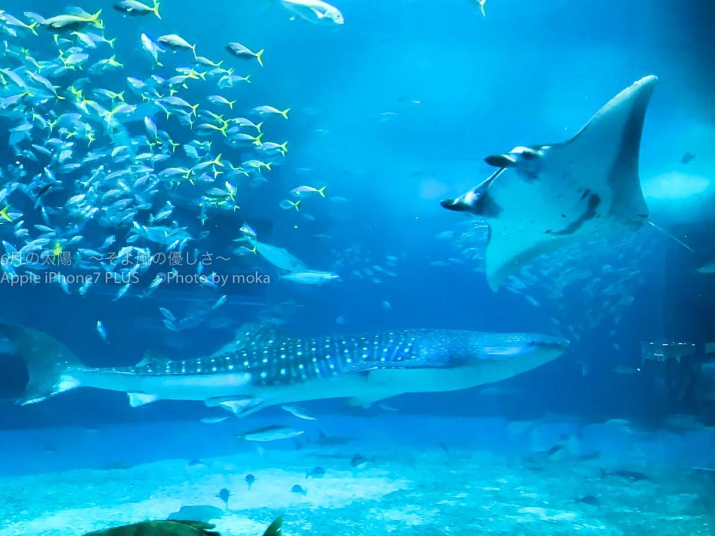 ［６］ジンベイザメとマンタの夢の共演！？