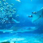 ［６］ジンベイザメとマンタの夢の共演！？