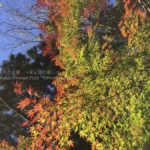 ［６］香取神宮に注ぎ流れる紅葉の彩り！！