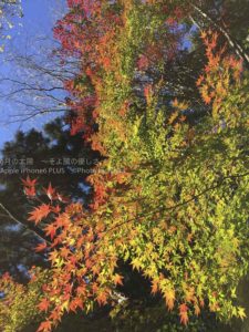 ［６］香取神宮に注ぎ流れる紅葉の彩り！！