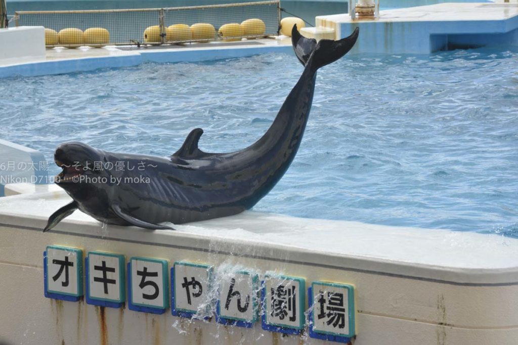 ［６］イルカのショーに心なごみ、癒される ♪