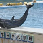 ［６］イルカのショーに心なごみ、癒される ♪