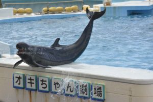 ［６］イルカのショーに心なごみ、癒される ♪