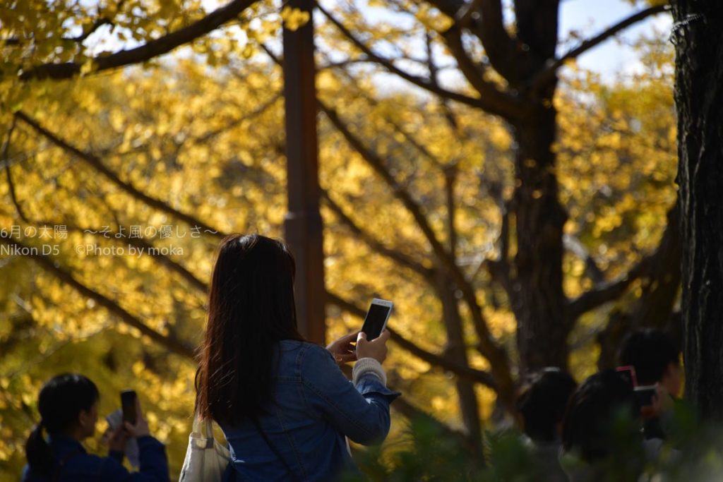 ［６］イチョウ並木が素晴らしい、秋の国営昭和記念公園！