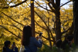 ［６］イチョウ並木が素晴らしい、秋の国営昭和記念公園！