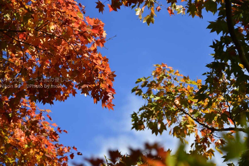 ［６］真っ赤に燃える東京の紅葉 ー国営昭和記念公園ー