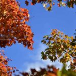 ［６］真っ赤に燃える東京の紅葉 ー国営昭和記念公園ー