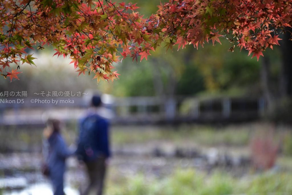 ［６］次の週末は、紅葉を楽しみに公園へ出かけてみませんか