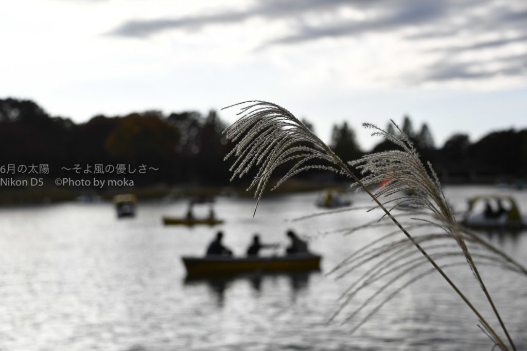 ［６］紅葉とは違った秋の風物詩のススキ