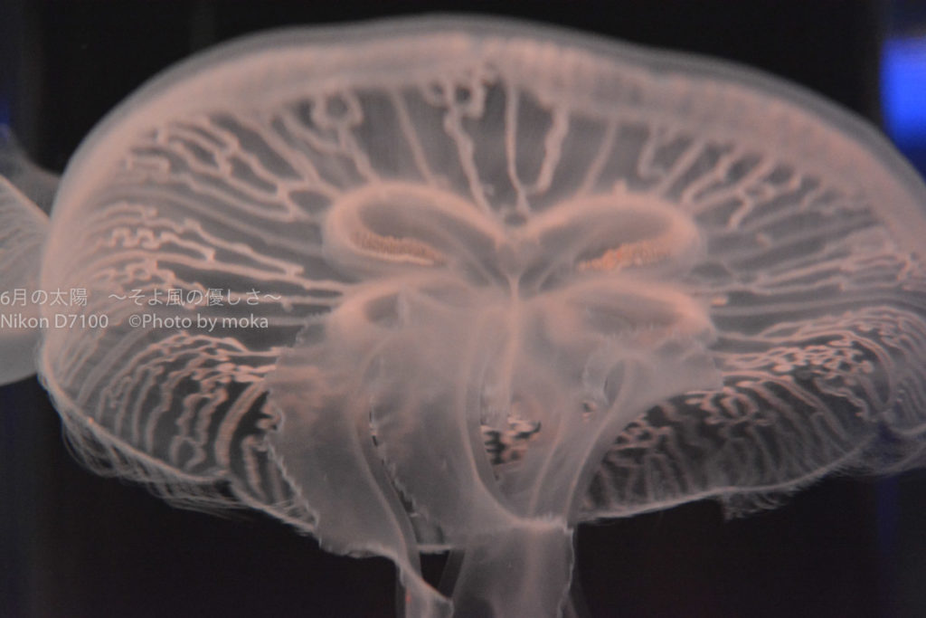 【今すぐ出来る】水族館でクラゲを上手に撮る4つのテクニック