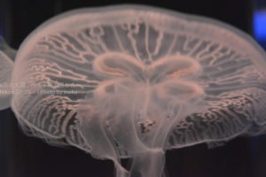 【今すぐ出来る】水族館でクラゲを上手に撮る4つのテクニック