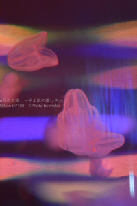 ［６］ニコンカレッジ、水族館撮影での課題に挑戦！！