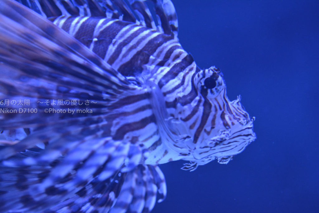 ［６］ニコンカレッジで午前中に講義を聞いて、午後にすぐ実践！！