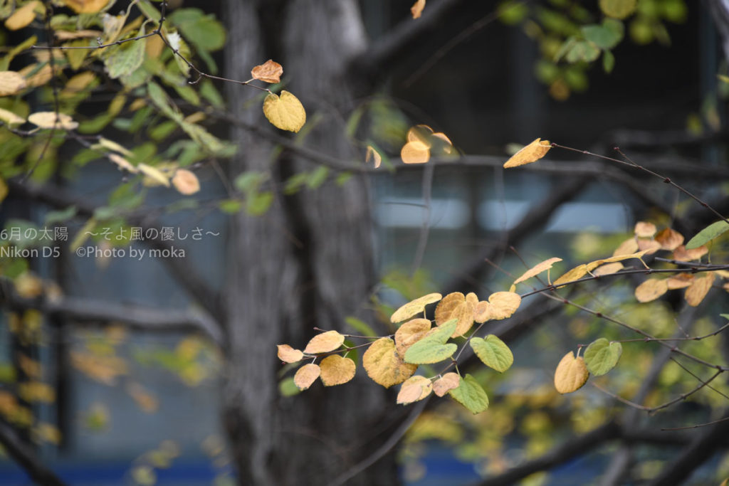 ［６］オフィス街、品川駅前の紅葉