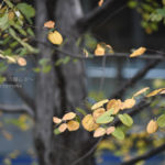 ［６］オフィス街、品川駅前の紅葉