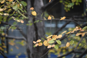 ［６］オフィス街、品川駅前の紅葉