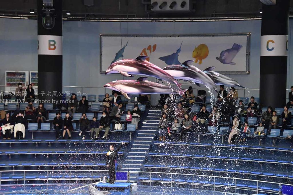 ［６］イルカのジャンプを撮るコツ！