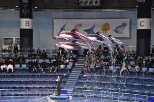 ［６］イルカのジャンプを撮るコツ！