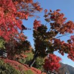 ［６］２０１７年の河口湖の紅葉は、少し早めかもしれません！！