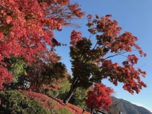 ［６］２０１７年の河口湖の紅葉は、少し早めかもしれません！！
