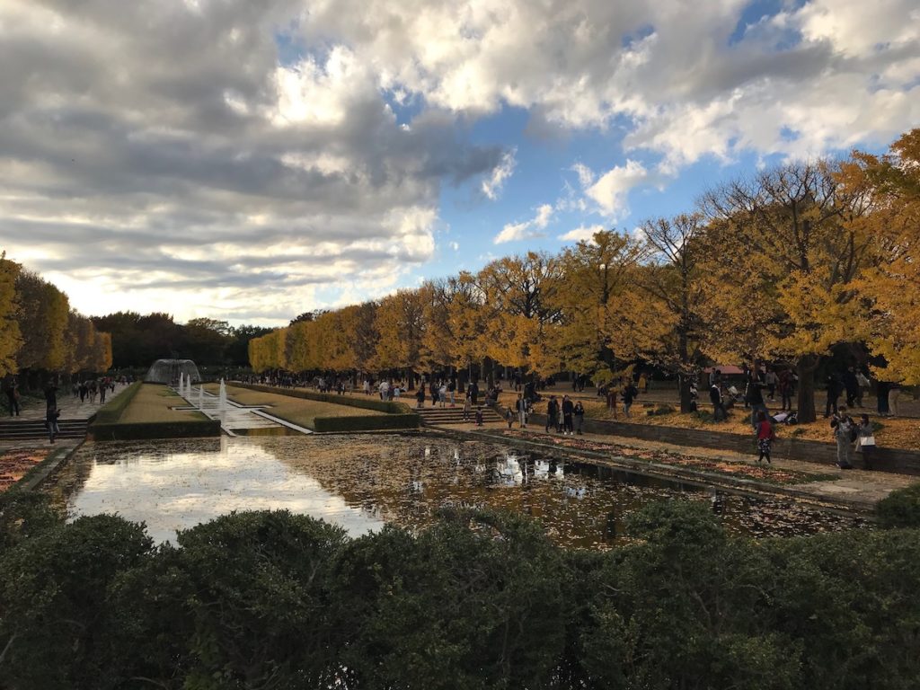 ［６］見頃を迎えている昭和記念公園のイチョウ並木