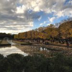 ［６］見頃を迎えている昭和記念公園のイチョウ並木