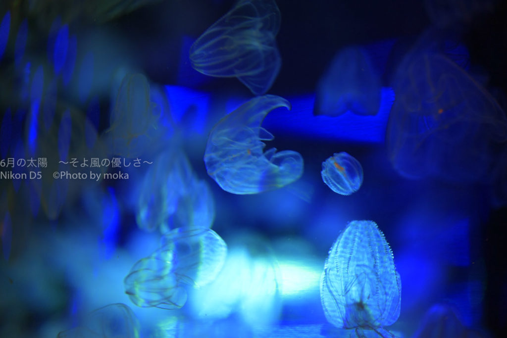 ［６］カラフルなライトに照らされて、七色に色を変えるクラゲ！