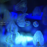［６］カラフルなライトに照らされて、七色に色を変えるクラゲ！
