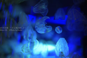 ［６］カラフルなライトに照らされて、七色に色を変えるクラゲ！