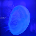 ［６］水族館でクラゲを撮る時は、どこにピントを合わせる！？