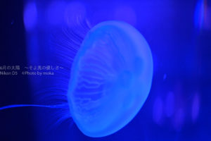 ［６］水族館でクラゲを撮る時は、どこにピントを合わせる！？