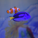 ［６］ニコンのマクロレンズ、AF-S Micro NIKKOR 60mmの実力は？