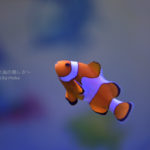 ［６］水族館の人気者、カクレクマノミの「ニモ」！？