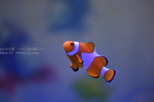 ［６］水族館の人気者、カクレクマノミの「ニモ」！？