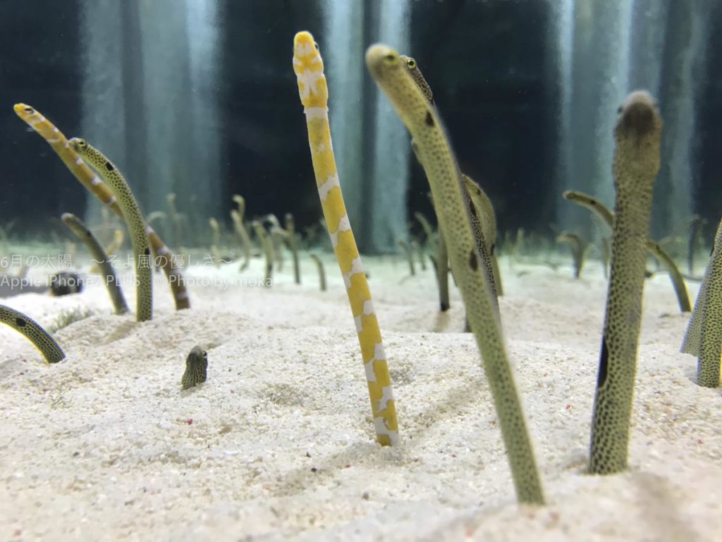 ［６］すみだ水族館で、水槽一面に顔を出すチンアナゴの姿