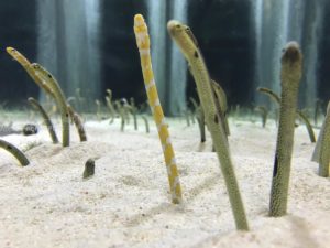 ［６］すみだ水族館で、水槽一面に顔を出すチンアナゴの姿