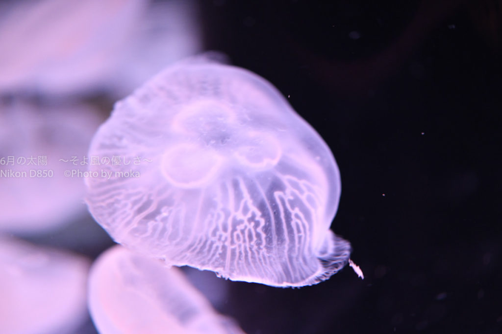 ［６］Nikon D850を使って水族館のクラゲ撮影！！