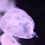 ［６］Nikon D850を使って水族館のクラゲ撮影！！