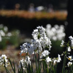 ［６］冬の公園に彩り添える白い水仙の花
