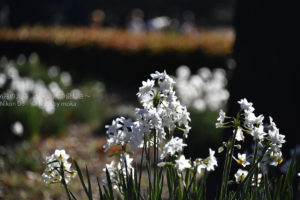 ［６］冬の公園に彩り添える白い水仙の花
