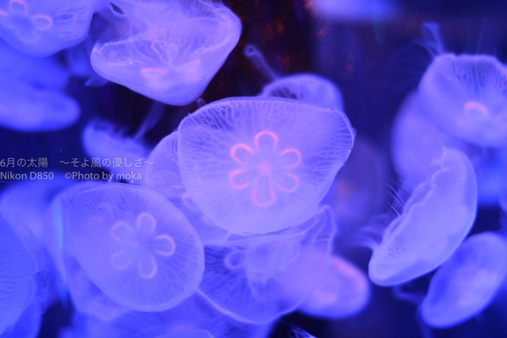［６］一眼レフカメラで水族館撮影を思う存分楽しむ！！
