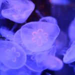 ［６］一眼レフカメラで水族館撮影を思う存分楽しむ！！