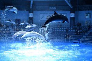 ［６］Nikon D850を使って水族館で動きモノの撮影