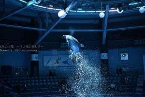 ［６］アクアパーク品川のナイトショーでイルカを撮影