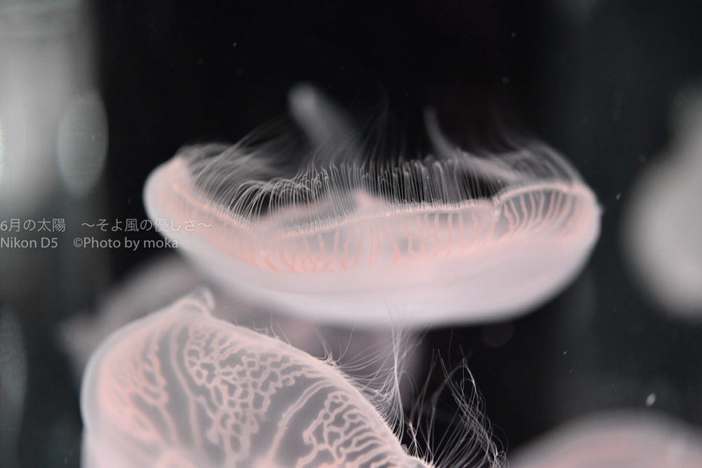 ［６］クラゲの写真を自分らしく撮る