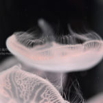 ［６］クラゲの写真を自分らしく撮る