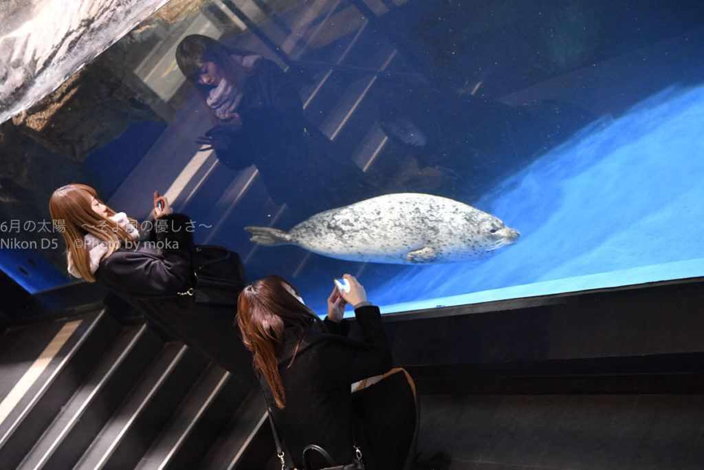 ［６］水族館撮影は一眼レフカメラよりスマートフォン！？